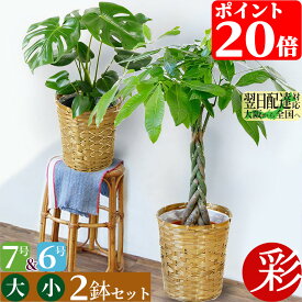 観葉植物 本物 7号鉢+6号鉢 2鉢セット キャラメルブラウン鉢カバー付き 大型 パキラ モンステラ 幸福の木 ユッカ サンスベリア ガジュマル ゲッキツ ウンベラータ クルシア・ロゼア アレカヤシ オーガスタ メキシコケンチャヤシ ベンガレンシス おしゃれ 室内