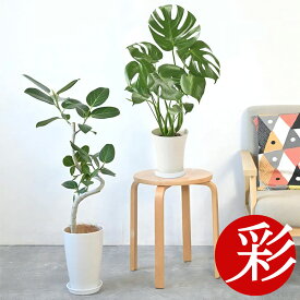 観葉植物 フィカス ベンガレンシス (ベンガルボダイジュ) 曲がり樹形 7号プラ鉢ロングポット(ホワイト) ＋ モンステラ 6号鉢 2鉢セット 観葉植物 本物 大型 フィカスベンガレンシス モンステラ・デリシオサ 開店祝い ギフト