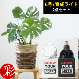 観葉植物 選べる 6号鉢＋観葉植物用育成ライト 鉢カバー付きセット モンステラ サンスベリア 幸福の木 ユッカ クルシア・ロゼア ザミオクルカス アレカヤシ アンスリウム ドラセナ・ジェレ PLANTS NEXLIGHT PAR30 LED電球 母の日