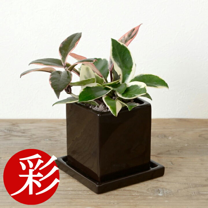 楽天市場 サクラランと呼ばれています ひょこっと出てくるピンクの葉っぱがかわいい ホヤ カルノーサ バリエガタ フイリサクララン ミニ観葉植物 陶器 アジアン ハートホヤ 観葉植物 小さい 室内 ギフト プレゼント 観葉植物の専門店 彩植健美