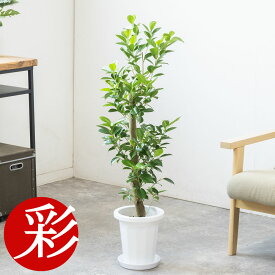 【16日までポイント2倍】観葉植物 ガジュマル 7号鉢 大型 本物 鉢カバーオプション 多幸の木 観葉植物 がじゅまる フィカス属 インテリア アジアン 引越し祝い 開店祝い 移転祝い お祝い 新築祝い オフィス ギフト プレゼント 室内 ガジュマルの木