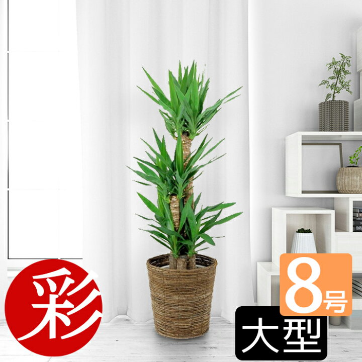 楽天市場 シャープでワイルド ユッカ エレファンティペス8号鉢 花言葉は 勇壮 偉大 観葉植物 植木 インテリア 観葉植物 室内 ギフト 父の日 プレゼント 観葉植物の専門店 彩植健美