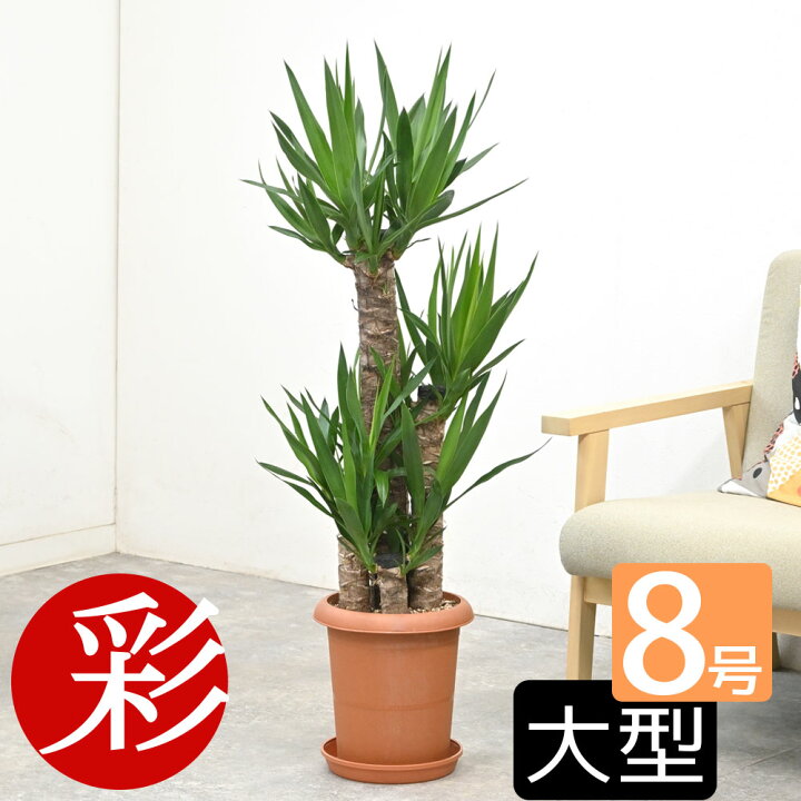 楽天市場】【27日01:59までポイント4倍】観葉植物 ユッカ・エレファン 