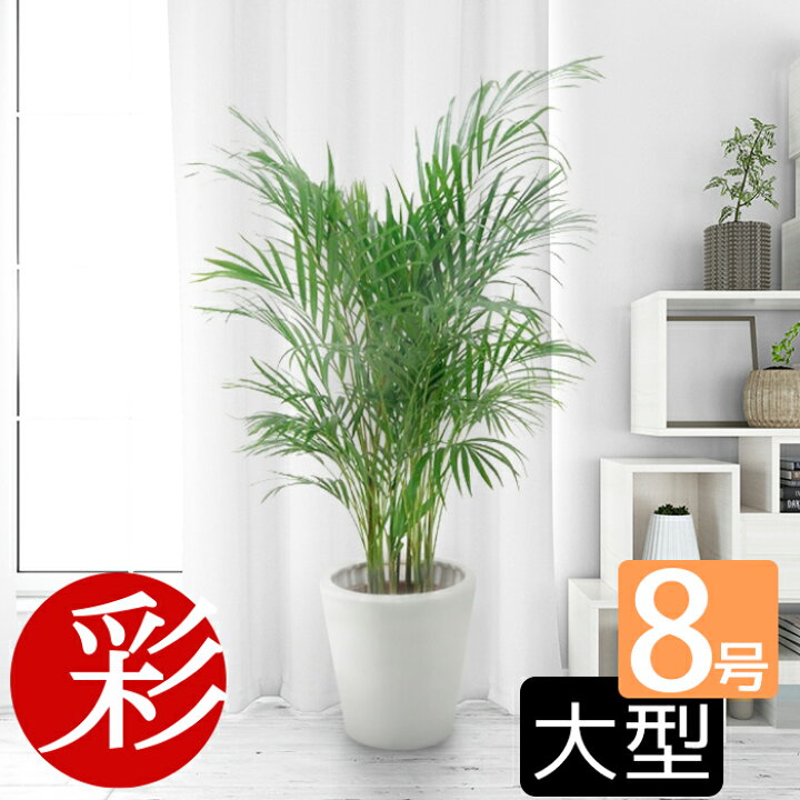 楽天市場 ボリュームいっぱいトロピカル アレカヤシ8号鉢 観葉植物 インテリア 観葉植物 開店祝い 移転祝い 新築祝い お祝い 大型 室内 ギフト プレゼント 観葉植物の専門店 彩植健美