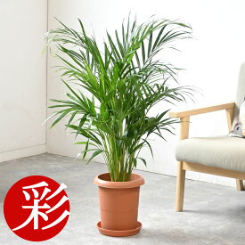 ボリュームいっぱいトロピカル、アレカヤシ8号鉢【観葉植物】【インテリア】 観葉植物 開店祝い 移転祝い 新築祝い お祝い 大型 室内 オフィス ギフト プレゼント 父の日