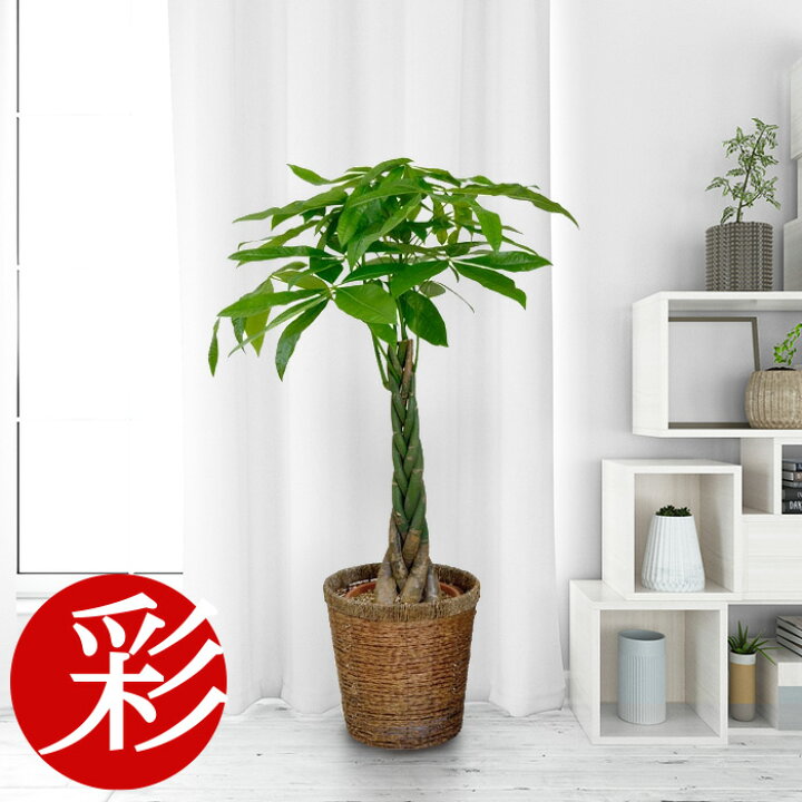 楽天市場 すっかり定番 三つ編み 五つ編み パキラ8号鉢 観葉植物 インテリア 大型 開店祝い 新築祝い アジアン 観葉植物の専門店 彩植健美
