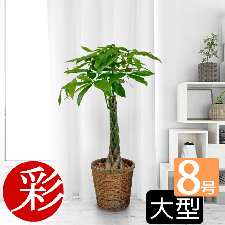 楽天市場】すっかり定番、三つ編み?五つ編み?パキラ8号鉢 観葉植物 インテリア 大型 開店祝い 移転祝い 新築祝い アジアン 室内 ギフト プレゼント : 観葉植物の専門店 彩植健美 楽天市場】すっかり定番、三つ編み?五つ編み?パキラ8号鉢 観葉植物 インテリア 大型 開店祝い 移転祝い 新築祝い アジアン 室内 ギフト プレゼント : 観葉植物の専門店 彩植健美