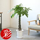 パキラ 8号鉢 観葉植物 大型 鉢カバーオプション 本物 観葉植物 インテリア 開店祝い 移転祝い 新築祝い アジアン 室内 オフィス ギフト プレゼント 観葉植物 パキラ