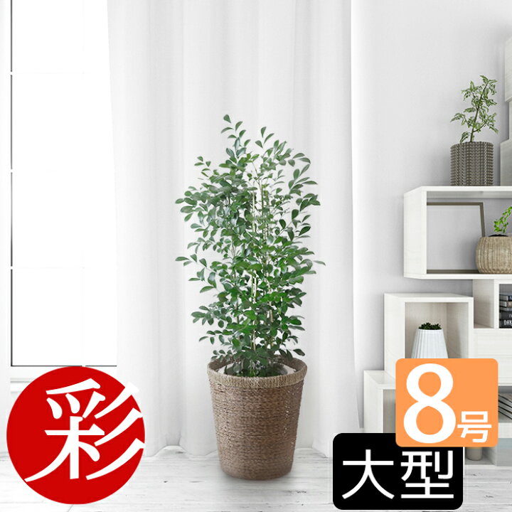 楽天市場 シルクジャスミン 観葉植物 シルクジャスミン ゲッキツ 8号鉢 大型 観葉植物 お祝い 室内 ギフト プレゼント 観葉植物の専門店 彩植健美