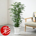 【11日01:59までポイント2倍】観葉植物 大型 シルクジャスミン 8号鉢 ゲッキツ（シルクジャスミン）観葉植物 本物 室内 ベランダ 観葉植物 開店祝い 移転祝い 新築祝い お祝い 室内 オフィス ギフト プレゼント 花 シルクジャスミンの木 観葉植物 ゲッキツ