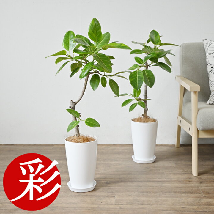 楽天市場 観葉植物 フィカス アルテシーマ バリエガタ 7号鉢 ロングポット プラ鉢 大型 インテリア 人気 おしゃれ 室内 風水 かわいい 開店祝い 移転祝い お祝い 新築祝い 室内 ギフト プレゼント 観葉植物の専門店 彩植健美
