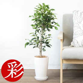 【16日までポイント2倍】観葉植物 ガジュマル 7号プラ鉢ロングポット 大型 本物 多幸の木 観葉植物 がじゅまる フィカス属 インテリア アジアン 引越し祝い 開店祝い 移転祝い お祝い 新築祝い オフィス ギフト プレゼント 室内 ガジュマルの木