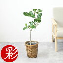 観葉植物 本物 フィカス・ベンガレンシス 曲がり樹形 6号鉢 ベンガルボダイジュ インテリア アジアン おしゃれ 引越し祝い 開店祝い 移転祝い 新築祝い お祝い ベンガルゴム フィカス属 室内 オフィス ギフト プレゼント