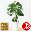 【安心の3ヵ月保証付き】 モンステラ 観葉植物 大型 6号鉢 プラ鉢ホワイトポット 本物 観葉植物 モンステラ・デリシオサ お祝い 開店祝い 移転祝い 新築祝い 室内 オフィス ギフト プレゼント 初心者 観葉植物 モンステラ