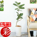 観葉植物 選べる 曲がり樹形 フィカス ベンガレンシス 本物 アルテシーマ ウンベラータ フランスゴム 7号プラ鉢ロングポット ホワイト ブラック インテリア おしゃれ かわいい 開店祝い 移転祝い お祝い ギフト プレゼント