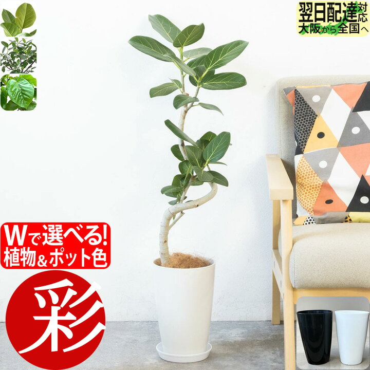楽天市場】観葉植物 選べる 曲がり樹形 フィカス ベンガレンシス 本物 