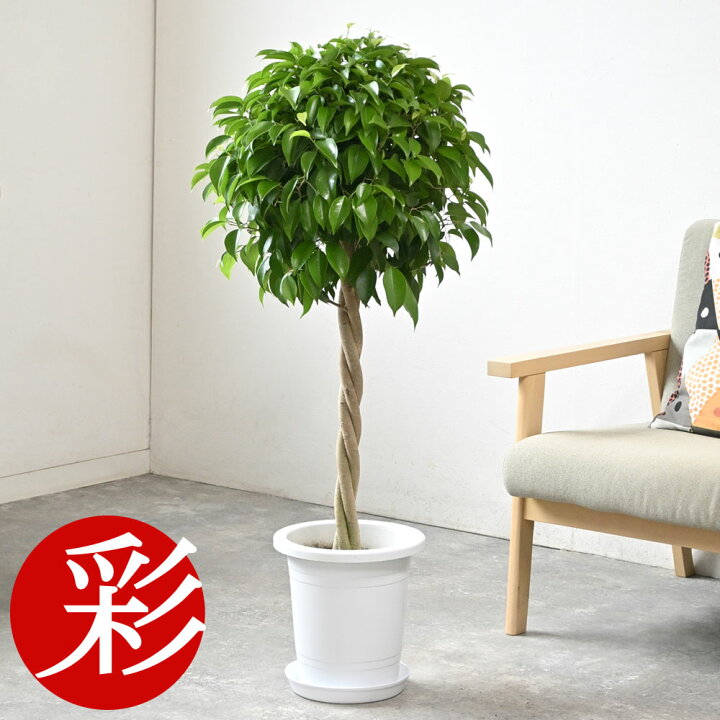 楽天市場】観葉植物 フィカス・ベンジャミン (ベンジャミナ) 8号鉢 鉢