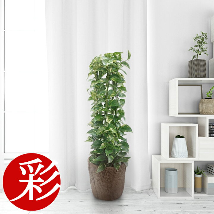 楽天市場 思いが伝わるハートの葉っぱ スタイリッシュなポトス8号鉢 タワー仕立て 観葉植物 大型 インテリア アジアン 開店祝い 新築祝い 誕生日 観葉植物の専門店 彩植健美