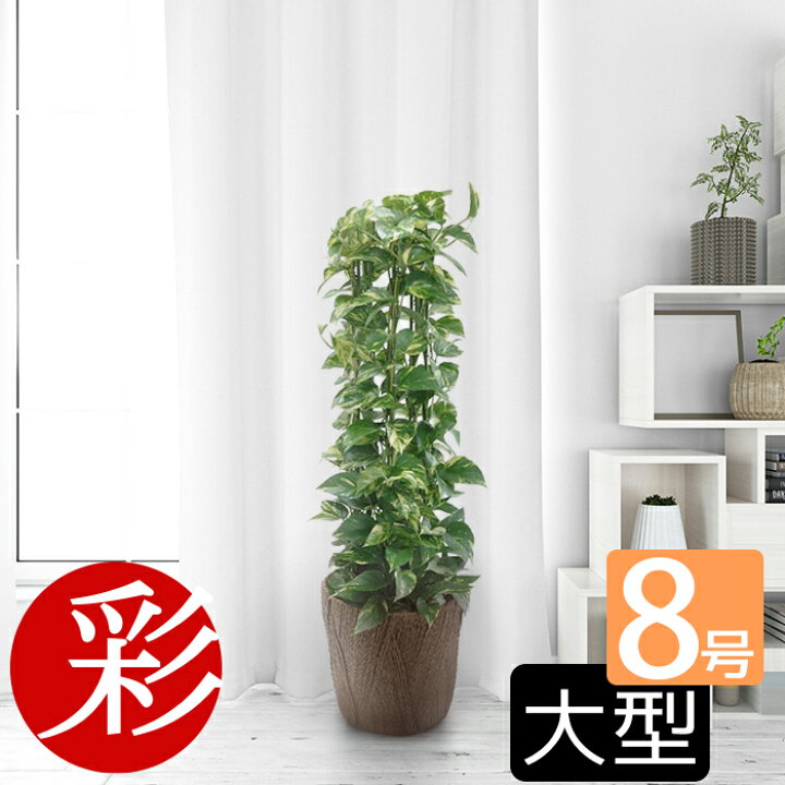 楽天市場 思いが伝わるハートの葉っぱ スタイリッシュなポトス8号鉢 タワー仕立て 観葉植物 大型 インテリア アジアン 開店祝い 移転祝い 新築祝い 誕生日 室内 ギフト プレゼント 観葉植物の専門店 彩植健美