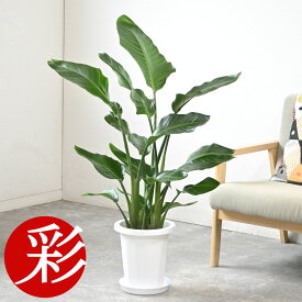 観葉植物 ストレリチア・オーガスタ 8号鉢 鉢カバーオプション 大型 本物 ストレチアオーガスタ 観葉植物 お祝い 開店祝い 移転祝い 新築祝い 室内 オフィス ギフト プレゼント ストレリチア オーガスタ 観葉植物