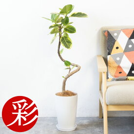 【11日01:59までポイント2倍】観葉植物 フィカス・アルテシーマ・バリエガタ 7号鉢 曲がり樹形 7号鉢 ロングポット プラ鉢 大型 本物 ゴムの木 観葉植物 フィカス属 アルテシマ・バリエガータ 開店祝い お祝い ホワイトポット アルテシーマ 観葉植物