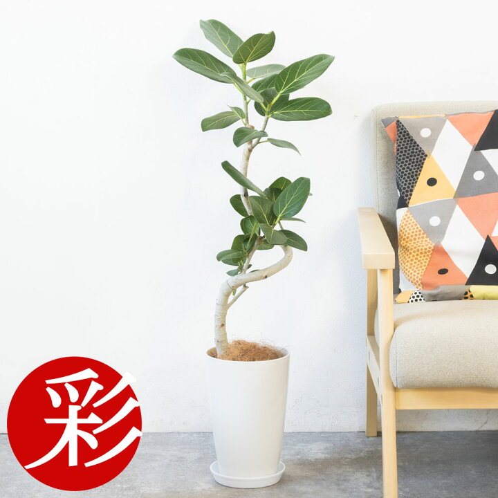 楽天市場】フィカス ベンガレンシス 観葉植物 本物 ベンガルボダイジュ 