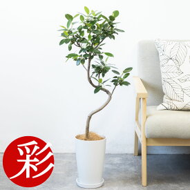 観葉植物 フランスゴム 7号鉢 大型 フィカス・ルビギノーサ 曲がり樹形 プラ鉢ロングポット 本物 フランス ゴムの木 観葉植物 フィカス属 インテリア 開店祝い 移転祝い 引越し祝い お祝い 新築祝い フィカス ルビギノーサ