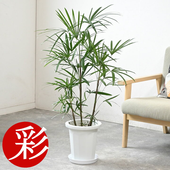 楽天市場】観葉植物 本物 シュロチク 棕櫚竹 8号鉢 観葉植物 大型  