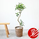 【11日01:59までポイント2倍】観葉植物 フランスゴム 7号鉢 大型 フィカス・ルビギノーサ 曲がり樹形 本物 鉢カバーオプション フランス ゴムの木 観葉植物 フィカス属 インテリア 開店祝い 移転祝い 引越し祝い お祝い 新築祝い フィカス ルビギノーサ