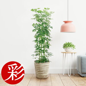 観葉植物 アジアン 10号の人気商品 通販 価格比較 価格 Com