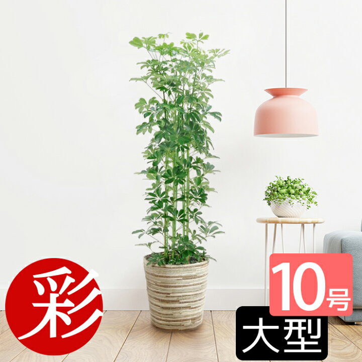 楽天市場 ホンコンカポック10号鉢 観葉植物 お祝い 大型 インテリア アジアン 観葉植物 カポック 室内 ギフト プレゼント 観葉植物の専門店 彩植健美