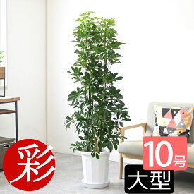 ホンコンカポック10号鉢 観葉植物 お祝い 大型 インテリア アジアン 観葉植物 カポック 室内 オフィス ギフト プレゼント 花 母の日