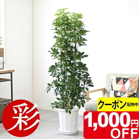 【11/30まで1,000円引クーポン配布中】観葉植物 大型 ホンコンカポック 10号鉢 本物 鉢カバーオプション お祝い インテリア アジアン 和風 観葉植物 カポック 開店祝い 移転祝い 新築祝い お祝い 室内 オフィス ギフト プレゼント 花 ホンコンカポック 観葉植物