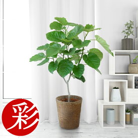 楽天市場 観葉植物 フィカスの通販