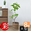 フィカス アルテシマ 観葉植物 大型 フィカス・アルテシーマ 8号鉢 曲がり樹形 本物 アルテシマ 観葉植物 引越し祝い 開店祝い 移転祝い 新築祝い 本物 観葉植物 8号 フィカス属 室内 オフィス ギフト プレゼント 花 母の日