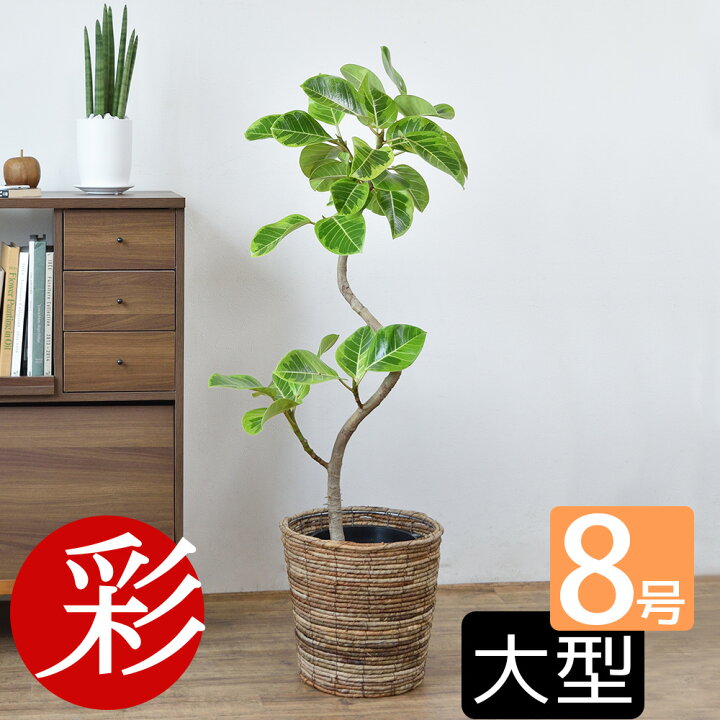楽天市場】フィカス アルテシマ 観葉植物 大型 フィカス・アルテシーマ 