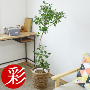 ϗtA tXS 8 ^ tBJXErMm[T { Jo[IvV 唫 tX S̖ ϗtA tBJX  CeA JXj ړ]j zj j V