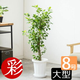 【16日までポイント3倍】観葉植物 ガジュマル 8号鉢 大型 鉢カバーオプション 本物 多幸の木 観葉植物 がじゅまる インテリア 開店祝い 移転祝い お祝い 引越し祝い ビジネス 開店 オープン 室内 オフィス ギフト プレゼント ガジュマル 観葉植物