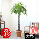 パキラ 10号鉢 観葉植物 大型 本物 鉢カバーオプション お祝い インテリア パキラ 観葉植物 おしゃれ 室内 オフィス ギフト プレゼント 花 観葉植物 パキラ