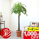 【7/31まで1,000円引クーポン配布中】パキラ 10号鉢 観葉植物 大型 本物 鉢カバーオプション お祝い インテリア パキラ 観葉植物 おしゃれ 室内 オフィス ギフト プレゼント 花 観葉植物 パキラ
