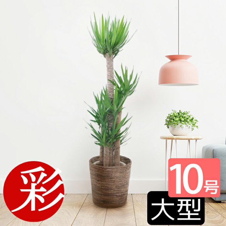 楽天市場 青年の木ユッカ エレファンティペス10号鉢 花言葉は 勇壮 偉大 観葉植物 お祝い 大型 インテリア 開店祝い 移転祝い 室内 ギフト プレゼント 観葉植物の専門店 彩植健美 楽天市場 青年の木ユッカ エレファンティペス10号鉢 花言葉は 勇壮 偉大 観葉植物 お祝い 大型 インテリア 開店祝い 移転祝い 室内 ギフト プレゼント 観葉植物の専門店 彩植健美