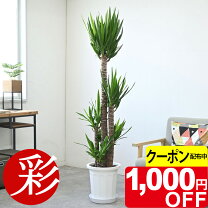楽天市場】ユッカ 150cmの通販
