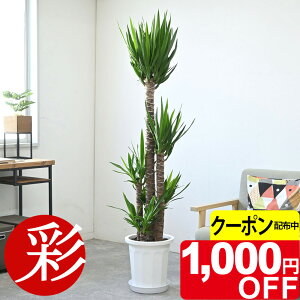 【10/31まで1,000円引クーポン配布中】観葉植物 ユッカ・エレファンティペス 10号鉢 鉢カバーオプション 大型 青年の木 観葉植物 ユッカ 本物 お祝い 開店祝い 移転祝い 新築祝い 室内 オフィ