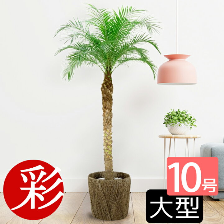 楽天市場】観葉植物 ヤシの木 フェニックス・ロベレニー 大型 10号鉢 