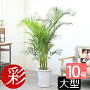 アレカヤシ 観葉植物 ヤシの木 10号鉢 大型 鉢カバーオプション 本物 観葉植物 アレカヤシの木 引越し祝い 新築祝い 開店祝い 移転祝い インテリア 室内 オフィス ギフト プレゼント 花 観葉植物 アレカヤシ
