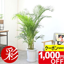【11/30まで1,000円引クーポン配布中】アレカヤシ 観葉植物 ヤシの木 10号鉢 大型 鉢カバーオプション 本物 観葉植物 アレカヤシの木 引越し祝い 新築祝い 開店祝い 移転祝い インテリア 室内 オフィス ギフト プレゼント 花 観葉植物 アレカヤシ