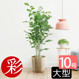 【7日までポイント5倍】観葉植物 高性 チャメドレア 10号鉢 大型 インテリア アジアン 観葉植物 室内 オフィス ギフト プレゼント 花 父の日