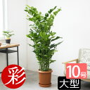 観葉植物 本物 高性チャメドレア 10号鉢 大型 観葉植物 インテリア アジアン 本物 室内 オフィス ギフト プレゼント 花 高性チャメドレア 観葉植物 チャマエドレア カマエドレア 父の日