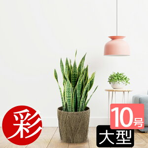 観葉植物 10号 サンスベリアの人気商品 通販 価格比較 価格 Com