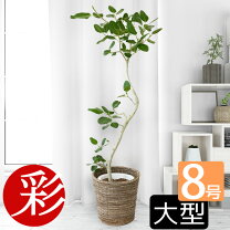 楽天市場】フィカス ベンガレンシス 8号の通販